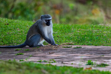 Vervet monkey on the ground