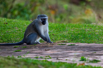 Vervet monkey feeding 