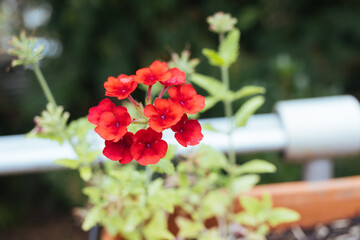 red flowers in the garden