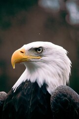 Intensity of the eagle