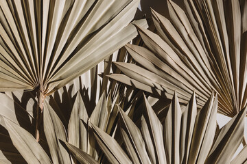 Natural dry palm leaves close-up