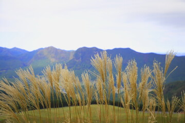 Fototapeta premium 高原のススキ