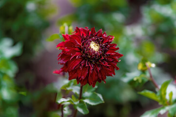 Dahlias blooming in summer