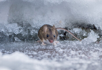 A field mouse, on a frosty winter morning, crawled out of a hole made in deep snow in search of food