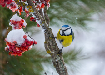 the Eurasian blue tit bird sits on a branch of a red mountain ash covered with snow © Игорь Кляхин
