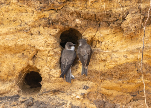 Birds black swifts Common swift equip burrows dug in a steep sandy cliff