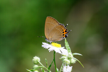 ミヤマカラスシジミ
