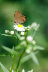 ミヤマカラスシジミ