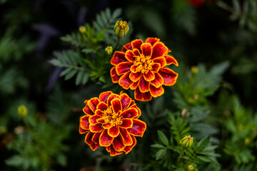 Marigolds blooming in summer