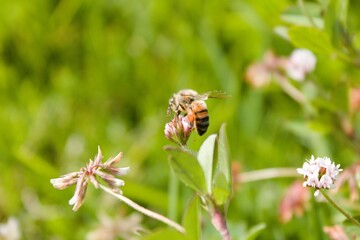 Abeja trabajando 