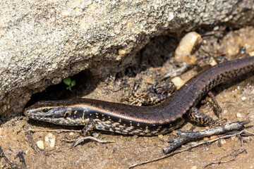 Obraz premium Eastern Water Skink basking on rocks