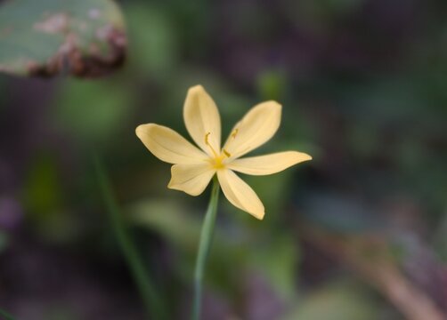 Hermosa Flor 