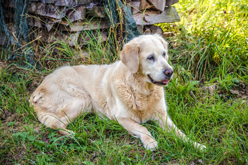 Senior Retriever