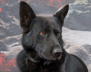 portrait of a black dog.portrait of a black german shepherd