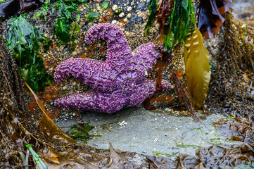 Purple sea star attached to a rock at low tide, Alki Point, Seattle, Washington
