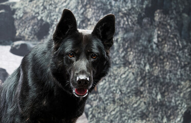 portrait of a black dog.portrait of a black german shepherd