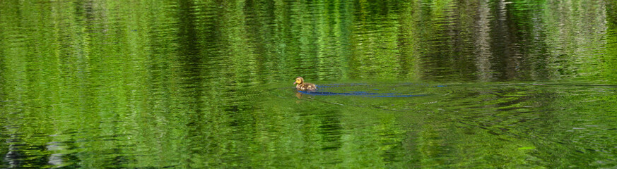 Single baby mallard duckling swimming in a wetland pond, green reflections in water
