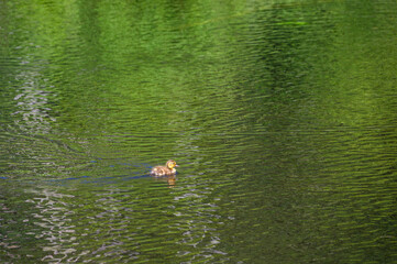 Single baby mallard duckling swimming in a wetland pond, green reflections in water
