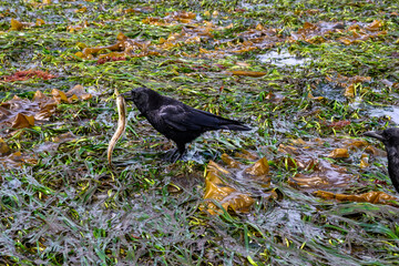 Crow catching an eel in seaweed at low tide at Alki Point, Seattle, Washington
