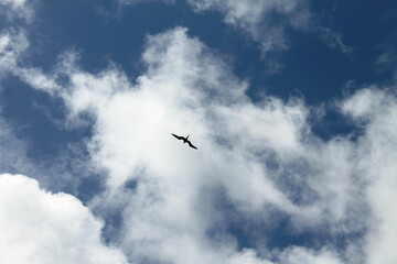 Fototapeta premium bird sing
