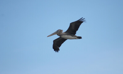 Obraz premium pelican is coming