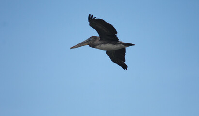 pelican