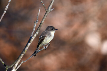 Fall scene of an Eastern Phoebe perched on a branch along the edge of a forest