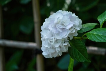 ひっそりと咲く淡い紫のアジサイの花