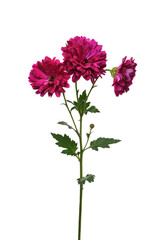 キク　Chrysanthemum 