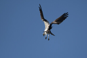 Osprey in flight overhead with wings spread plunging down to lake to catch a fish