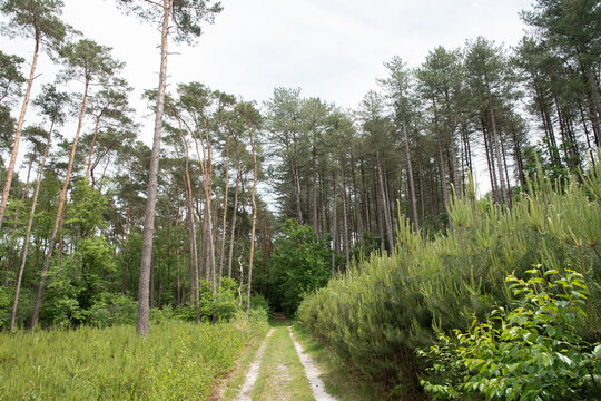 road in silence in a mixed forest among tall green pine trees on a sunny day