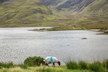 View of a sheep grazing on lakeside of Doo Lough, in County Mayo, Ireland
