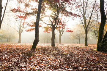 紅葉　霧