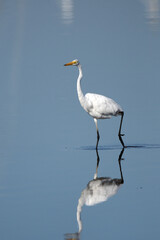 Beautiful Great Egret bird walking slowly across shallow inlet of water 