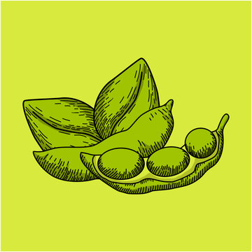 illustration of a bean