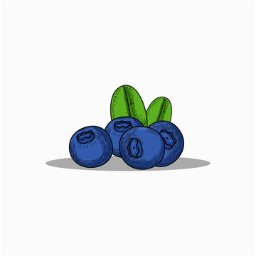 blueberries with leaves