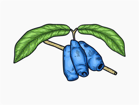 Canning illustration