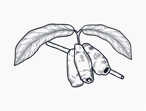 Canning illustration