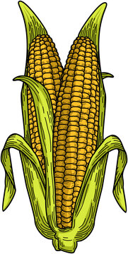 corn on the cob