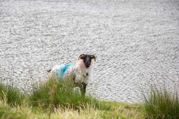 View of a sheep on lakeside of Doo Lough, in County Mayo, Ireland