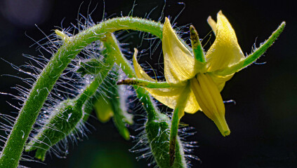 Close-up of a tomato flower with micro fibers on the stem