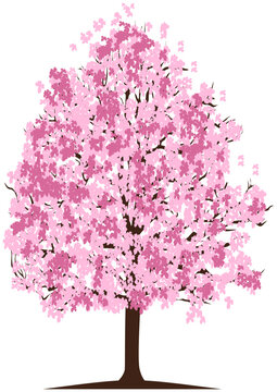 pink cherry blossom