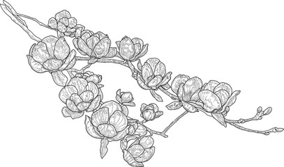 Hand drawing of magnolia in botanical illustration ink engraving style vector