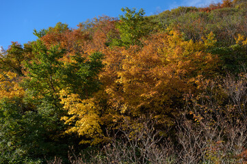 Fototapeta premium 矢島口の紅葉