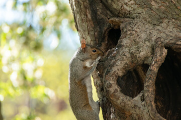 squirrel on a tree