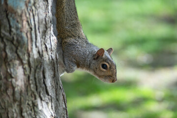 squirrel on a tree