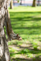 squirrel on a tree