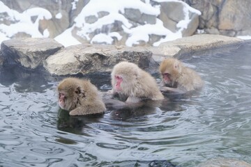ぬくぬくと温泉に浸かる日本猿 - obrazy, fototapety, plakaty