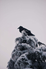 Raven on a tree