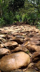 stream in the forest